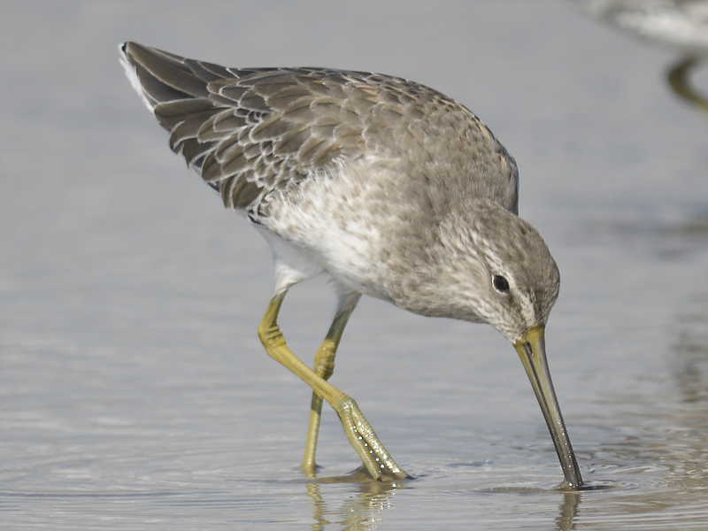 short-billed dowitcher BRD7704.JPG