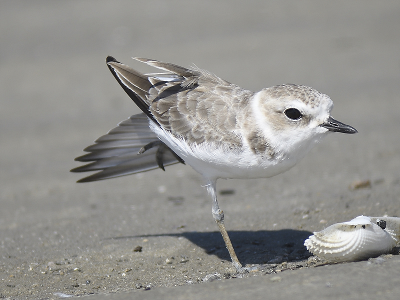 snowy plover BRD8739.JPG