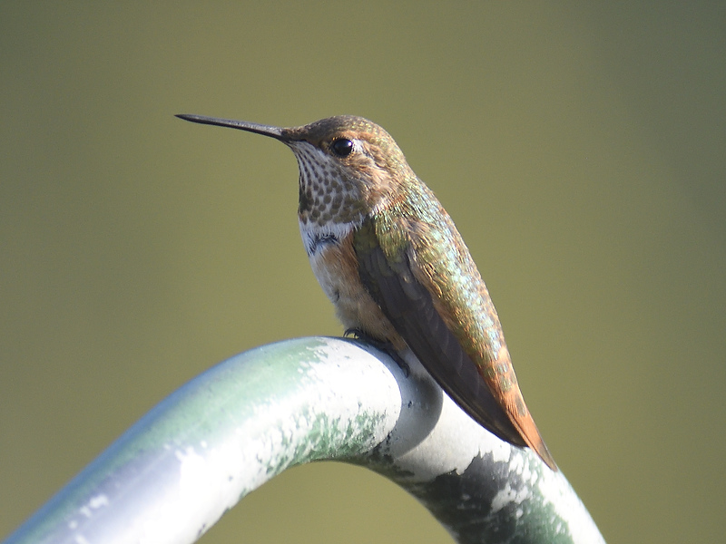 rufous hummingbird BRD9444.JPG