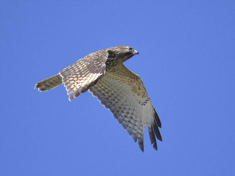 broad-winged hawk BRD9677.JPG