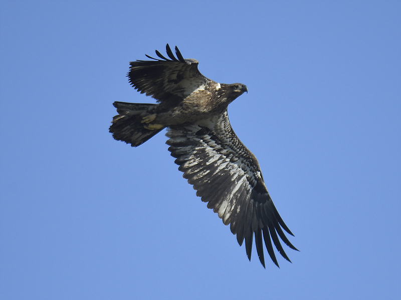 bald eagle BRD1046.JPG