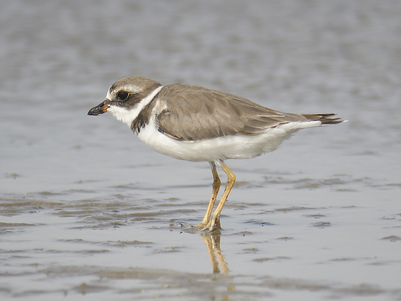 semipalmated plover BRD3026.JPG