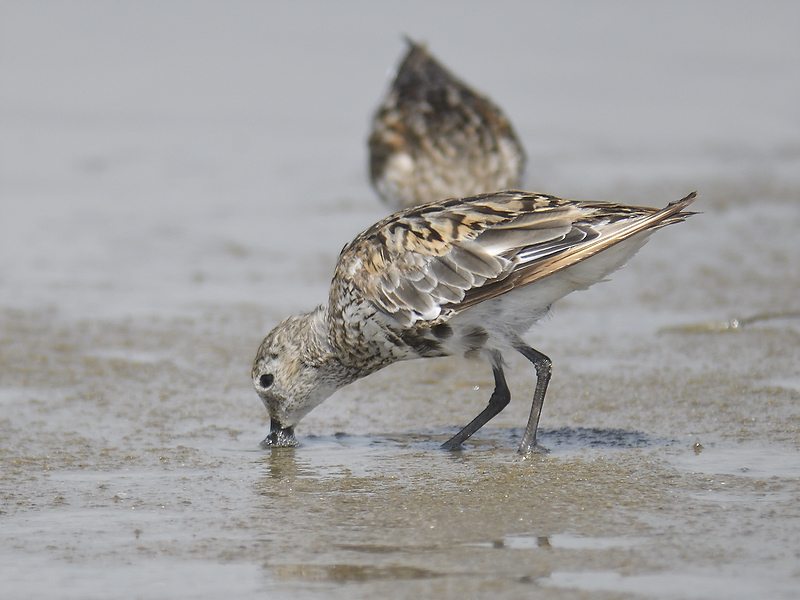 dunlin BRD3153.JPG