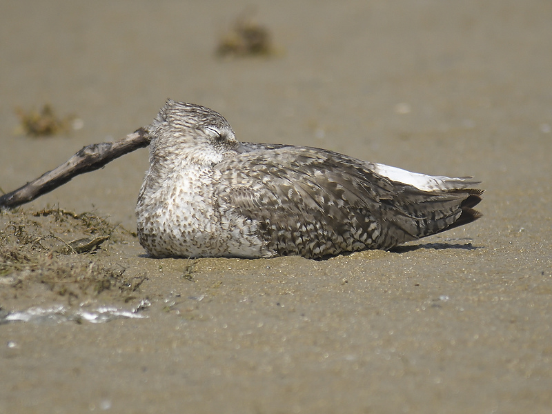 willet western BRD3141.JPG