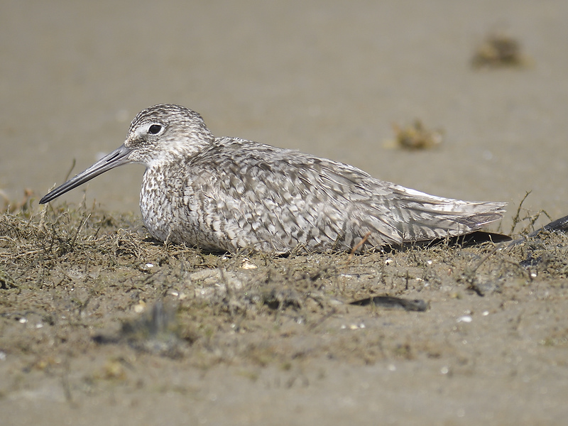 willet western BRD3142.JPG