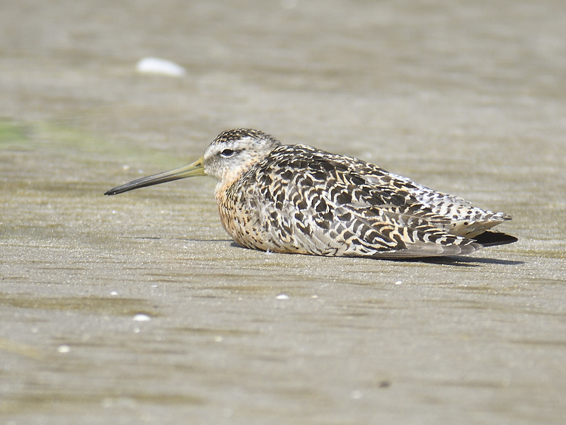 short-billed dowitcher BRD3621.JPG