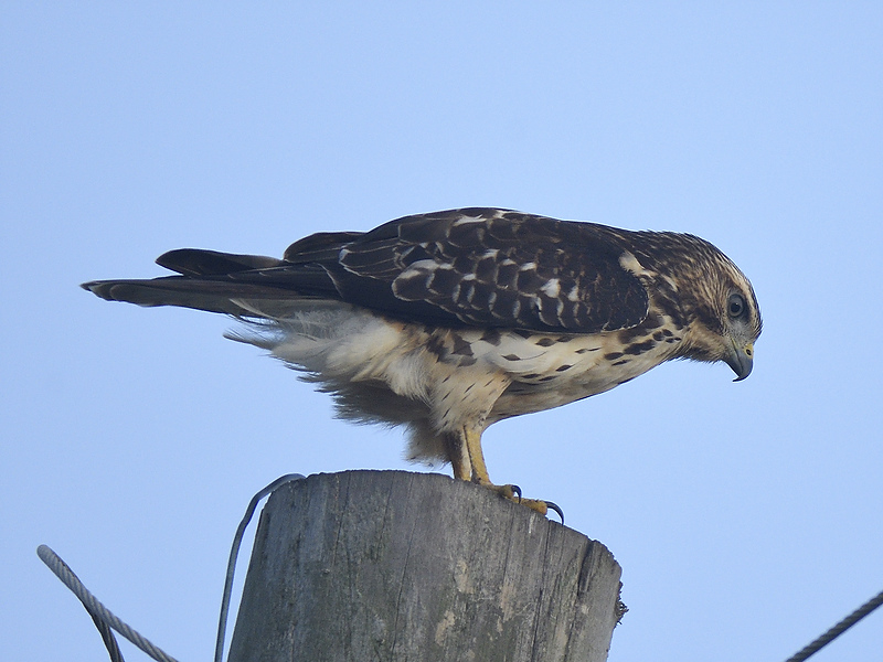 broad-winged hawk BRD4388.JPG