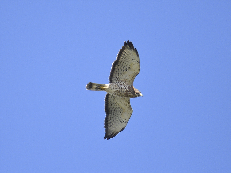 broad-winged hawk BRD5087.JPG