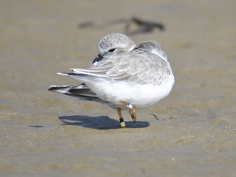 piping plover band BRD5709.JPG