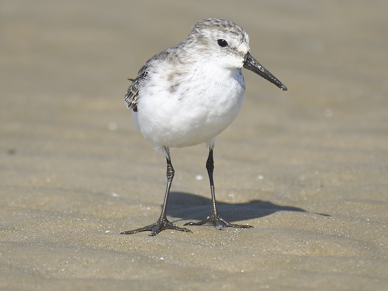 sanderling BRD5659.JPG