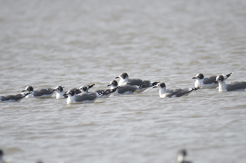 franklins gull BRD5906.JPG