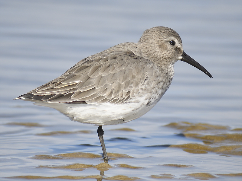 dunlin BRD6875.JPG