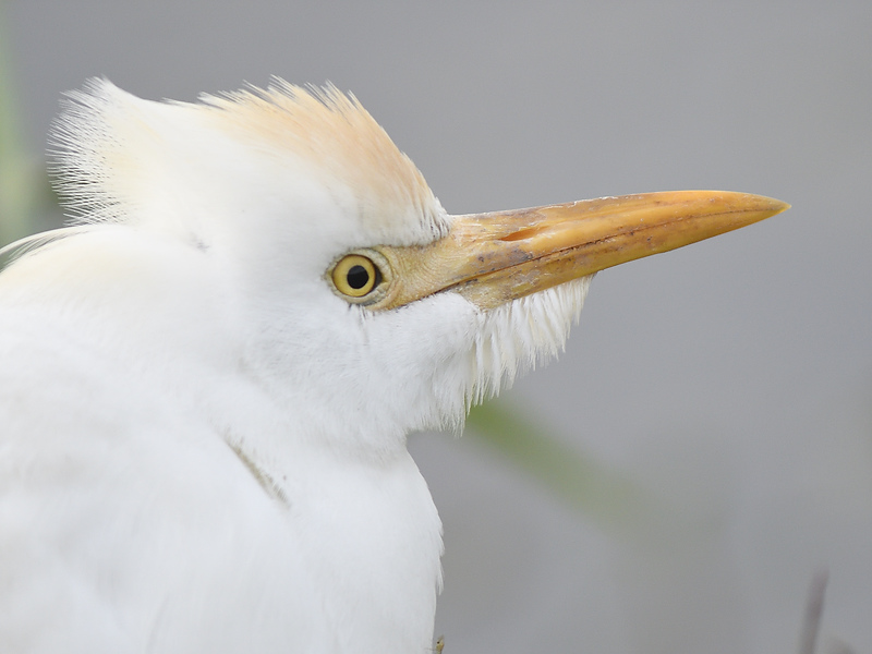 cattle egret BRD6972.JPG