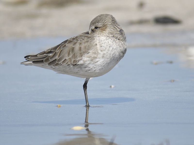 dunlin BRD7098.JPG