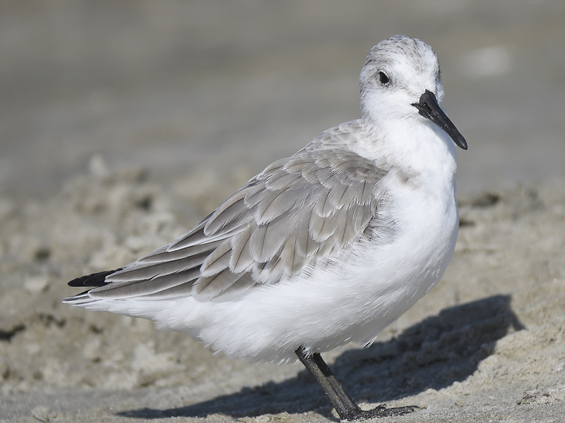 sanderling BRD7185.JPG