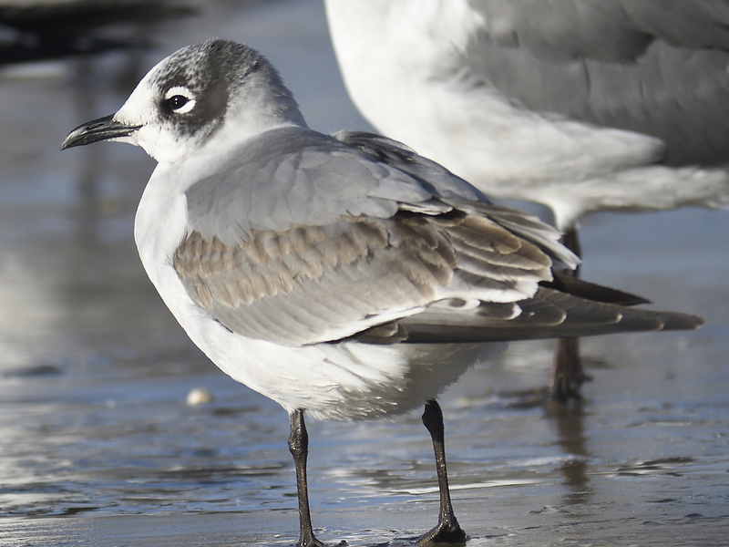 franklins gull BRD7254.JPG