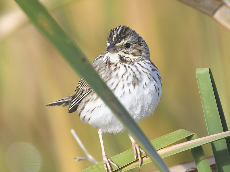 savannah sparrow BRD7759.JPG