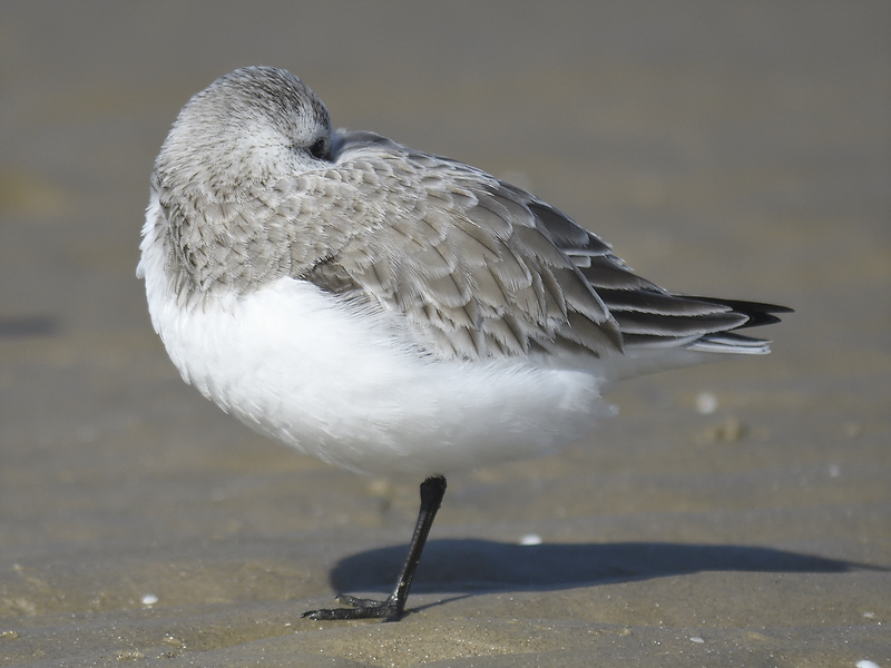 sanderling BRD7811.JPG