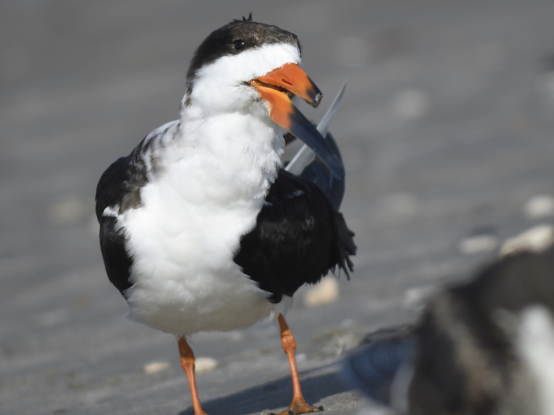 black skimmer BRD7862.JPG