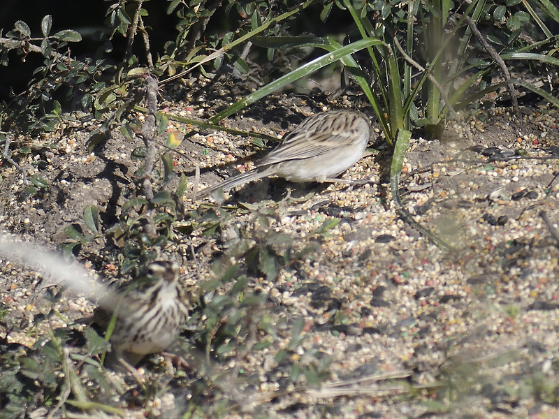 brewers sparrow BRD7988.JPG