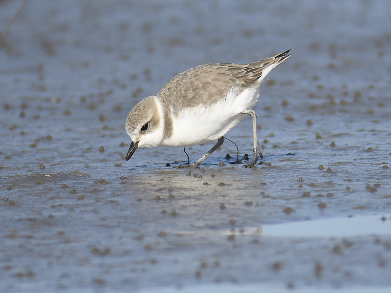 snowy plover BRD8305.JPG