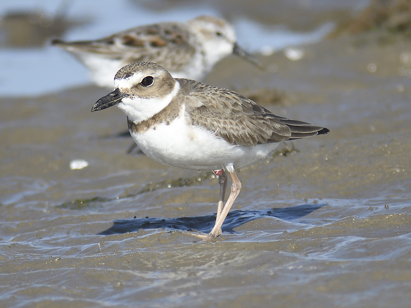 wilsons plover BRD9121.JPG