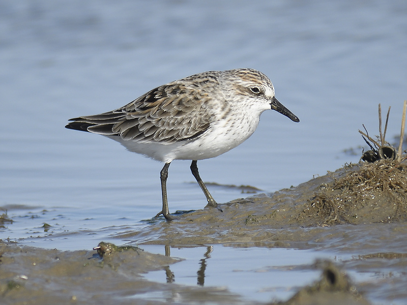 semipalmated sandpiper BRD9110.JPG