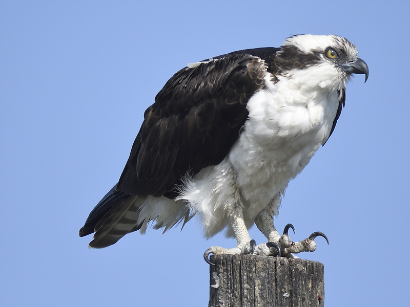 osprey BRD9309.JPG
