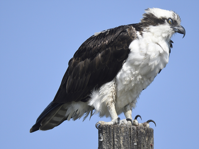 osprey BRD9310.JPG