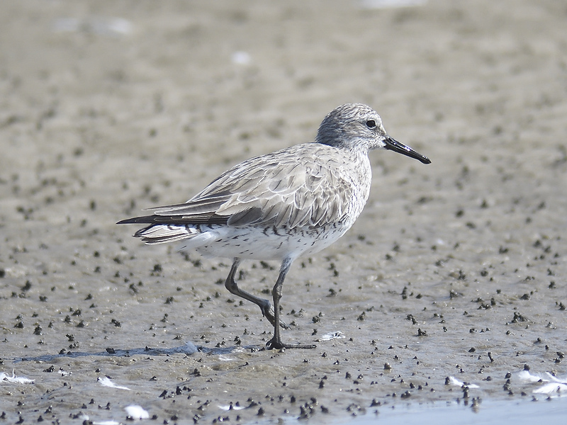red knot BRD9586.JPG