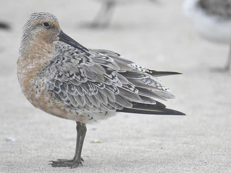 red knot BRD0104.JPG