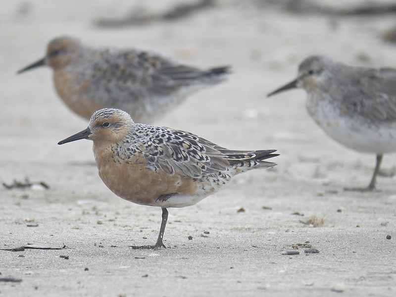 red knot BRD0115.JPG