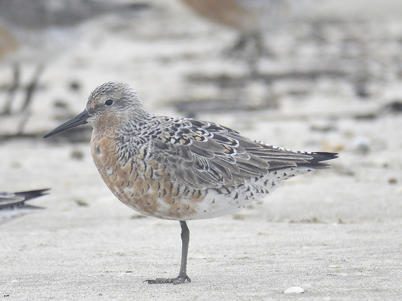 red knot BRD0121.JPG