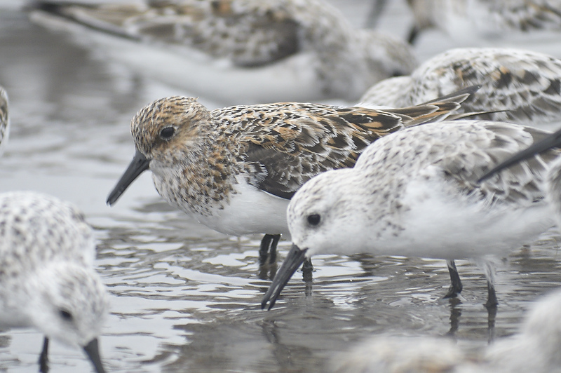 sanderling BRD0089.JPG