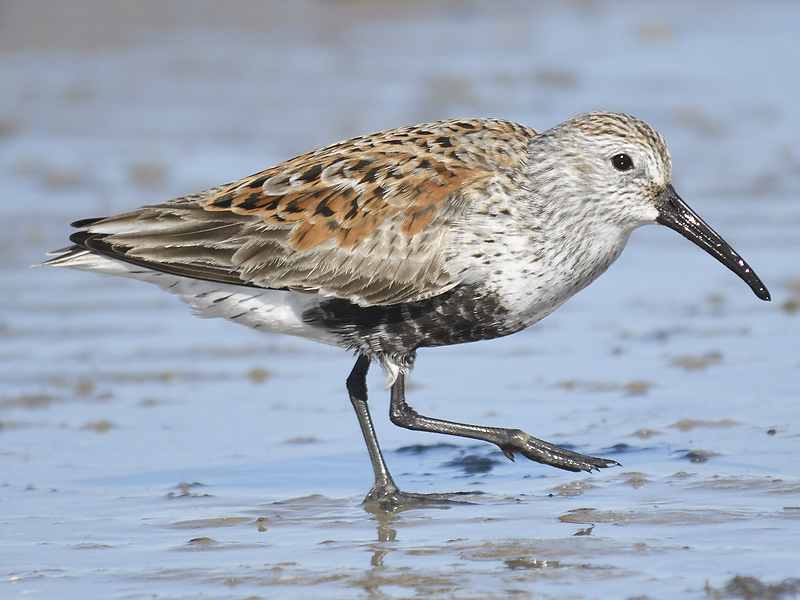 dunlin BRD0182.JPG