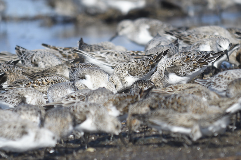 sanderling BRD0187.JPG