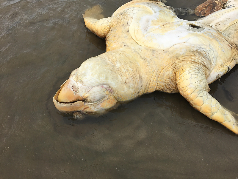 loggerhead turtle 1.JPG