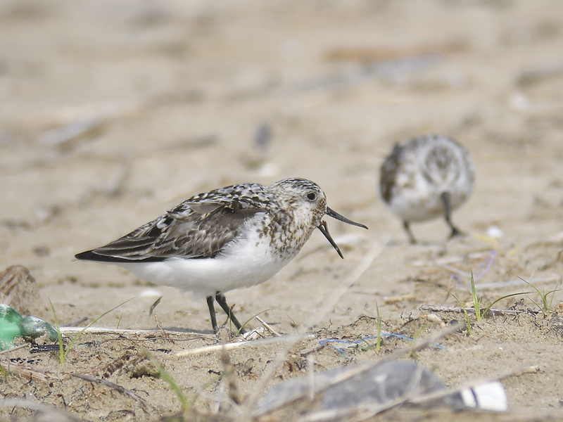 sanderling BRD1709.JPG