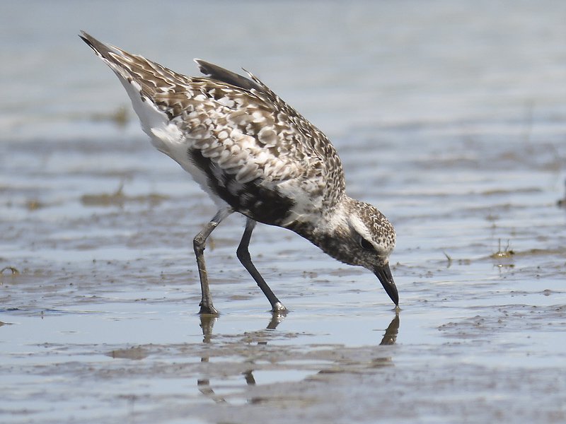 black-bellied plover BRD1935.JPG