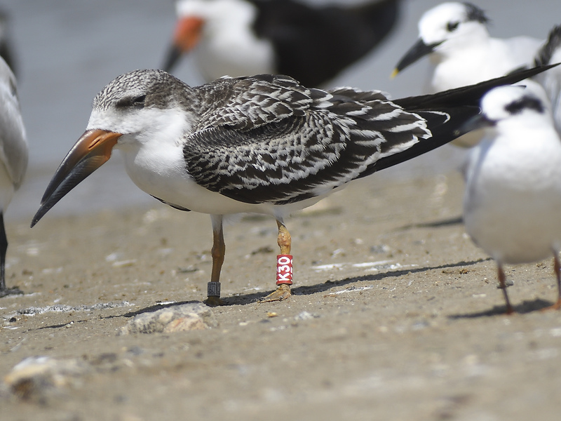 black skimmer BRD2231.JPG