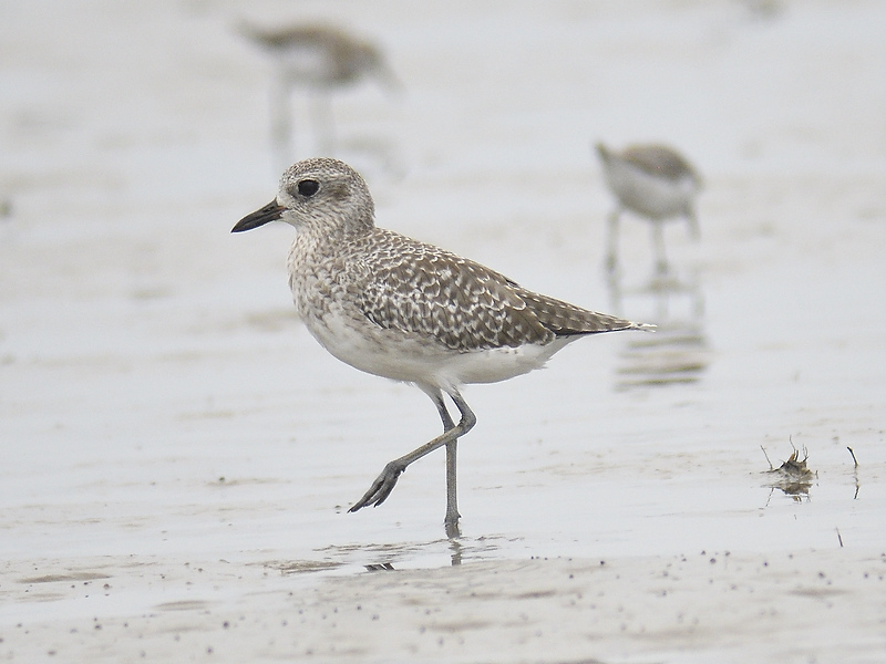 black-bellied plover BRD2449.JPG