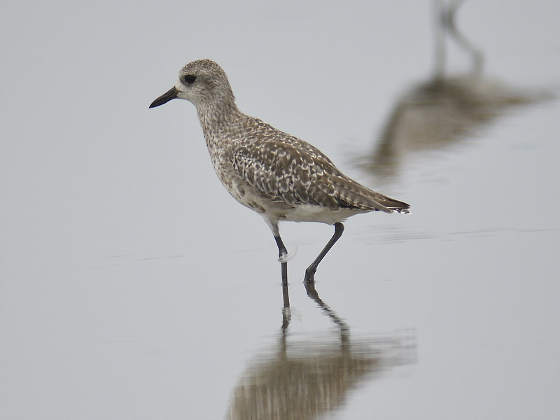 black-bellied plover BRD2486.JPG