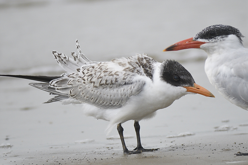 caspian tern BRD2373.JPG