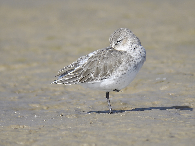 dunlin BRD7319.JPG
