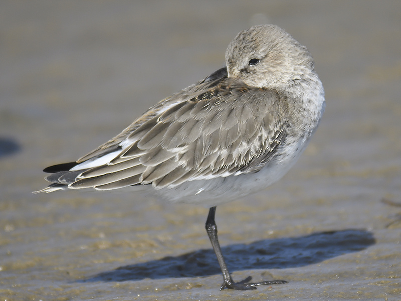 dunlin BRD7335.JPG