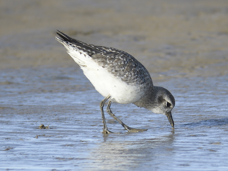 black-bellied plover BRD7910.JPG