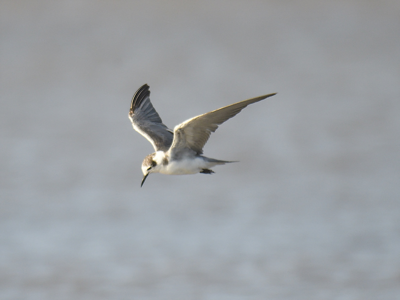 black tern BRD9330.JPG