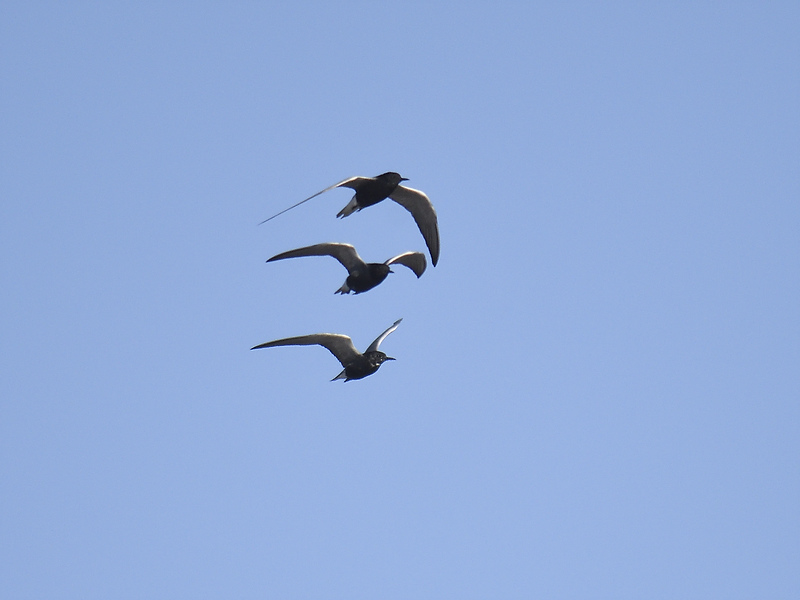 black tern BRD9336.JPG