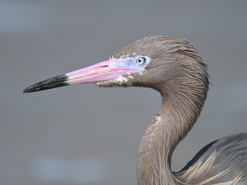 reddish egret BRD9362.JPG