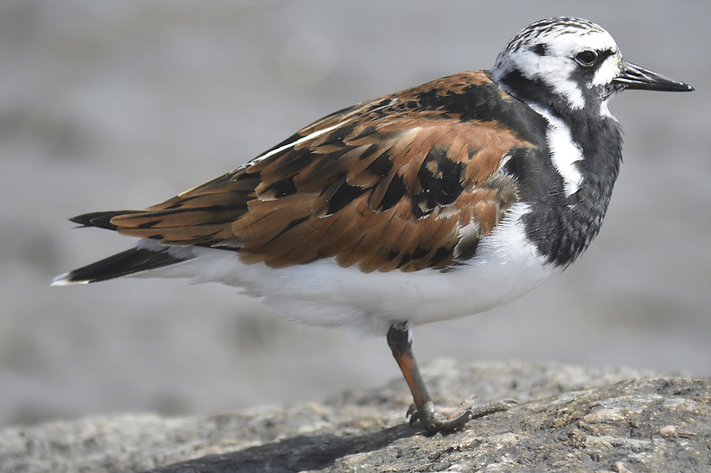 ruddy turnstone BRD9924.JPG